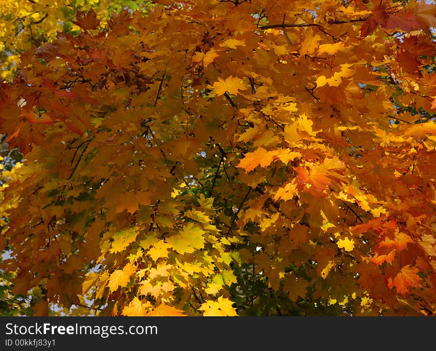 Background with many read yellow and orange maple leafs in sun light, horizontal. Background with many read yellow and orange maple leafs in sun light, horizontal