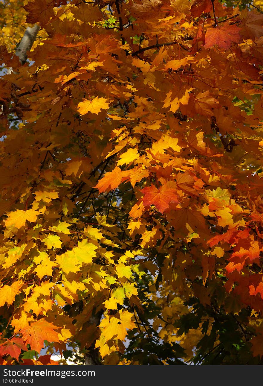 Background with many read yellow and orange maple leafs in sun light, vertical. Background with many read yellow and orange maple leafs in sun light, vertical