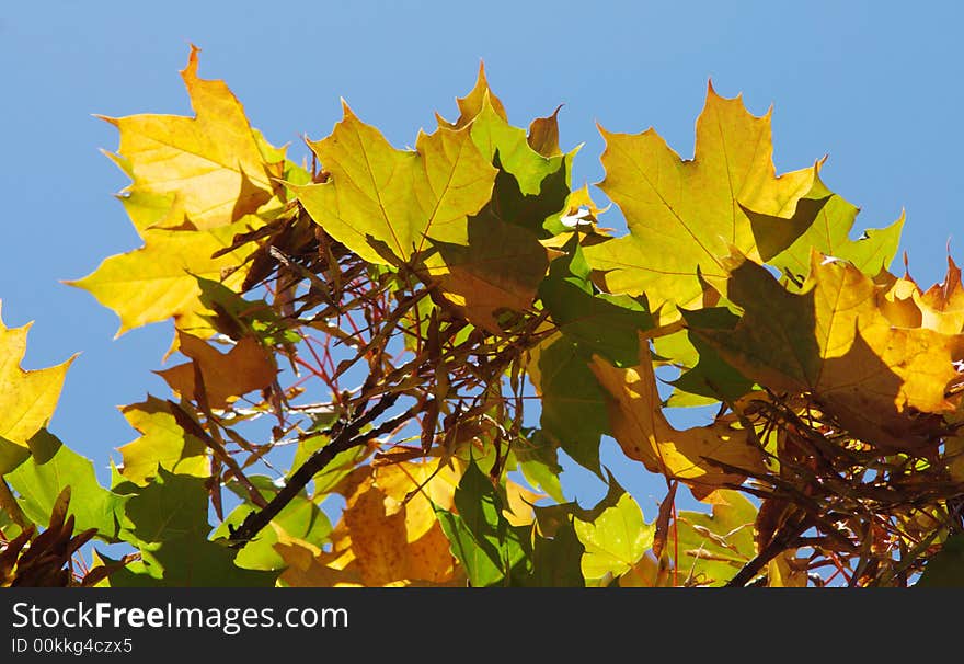 Background with many green yellow and orange maple leafs and seeds in blue sky, horizontal. Background with many green yellow and orange maple leafs and seeds in blue sky, horizontal