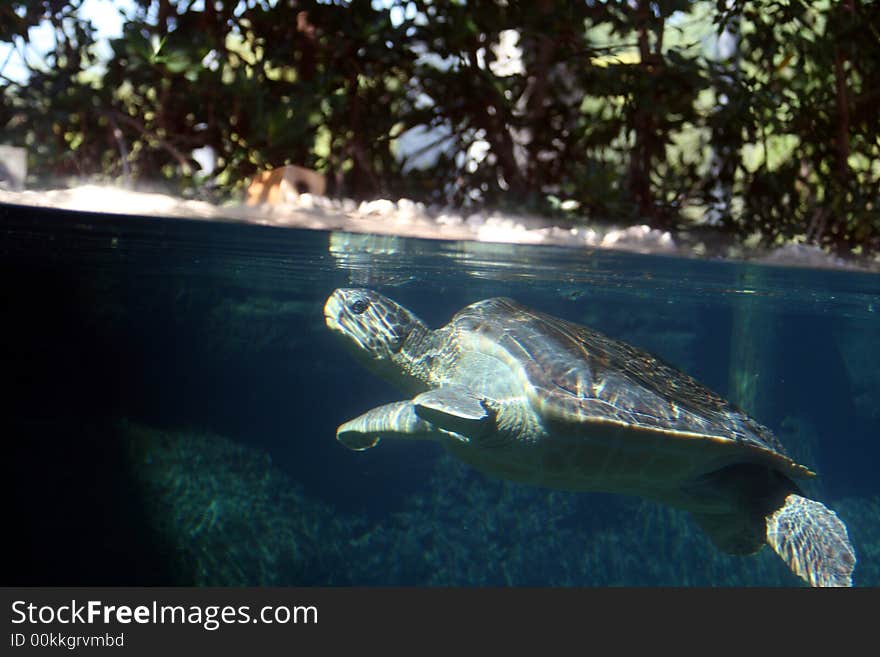 Sea Turtle