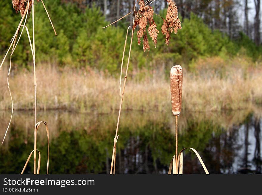 Cattail