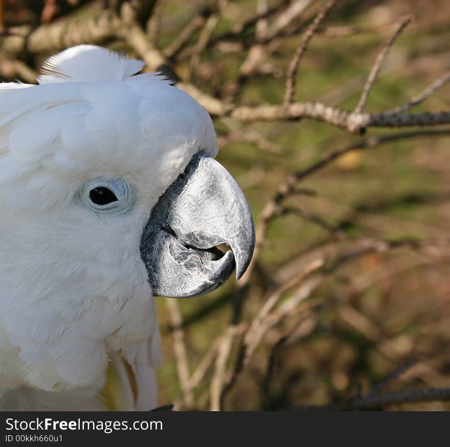 White Parrot sitting with its beak in the sun. White Parrot sitting with its beak in the sun