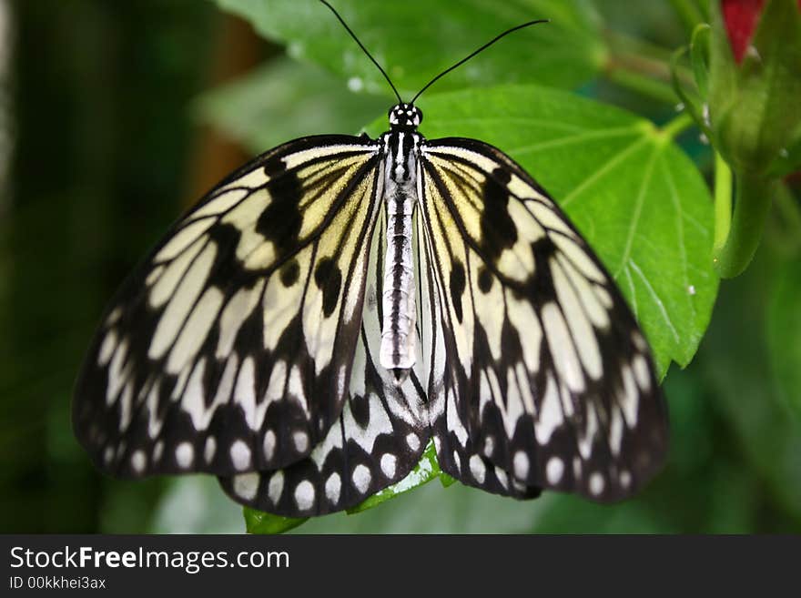 Wild Butterflies at a butterfly sanctuary in South Africa