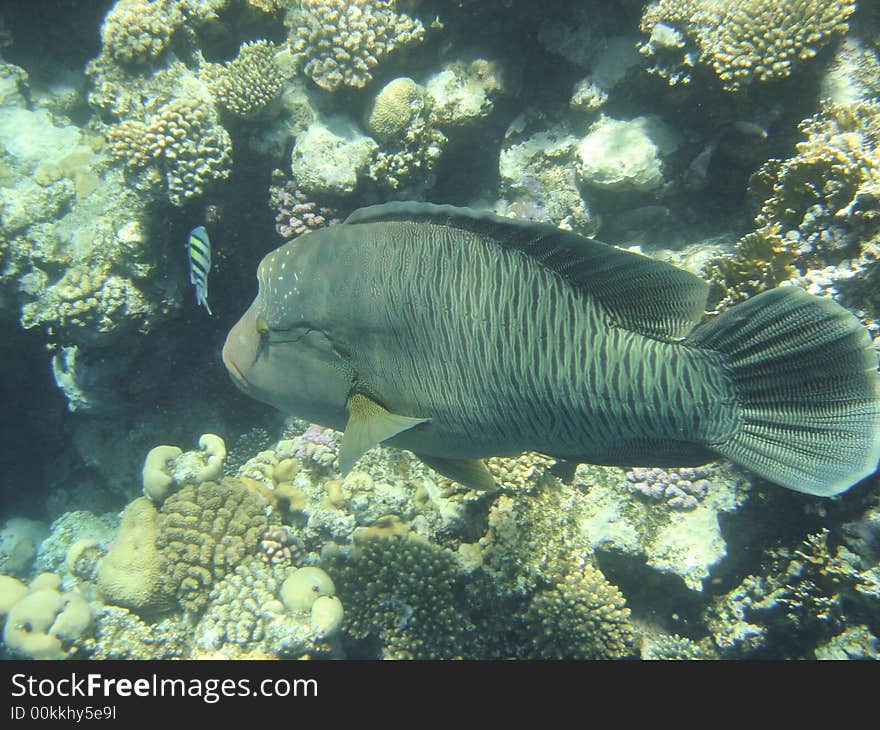 Angelfish in red sea egipt Africa