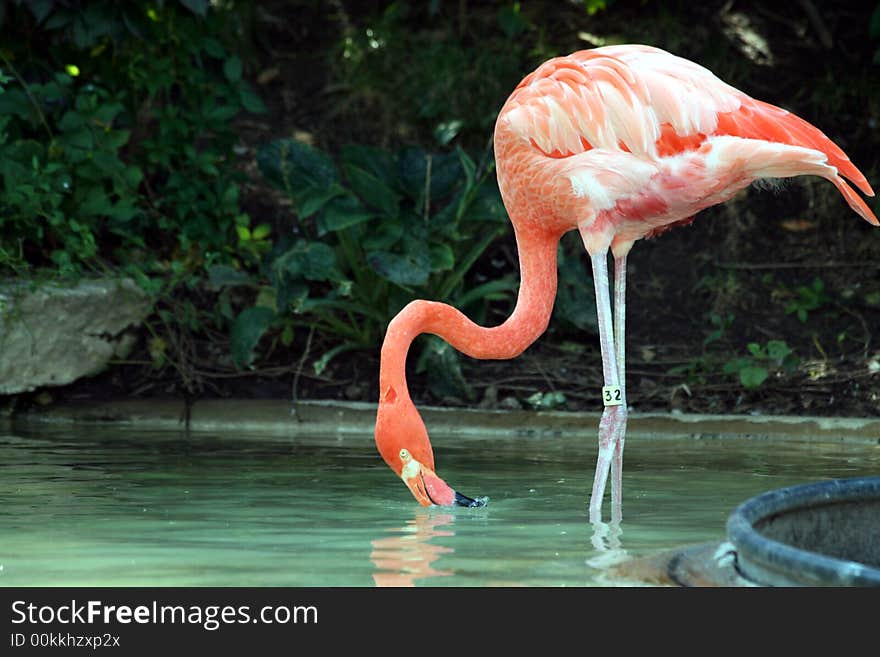 Flamingo