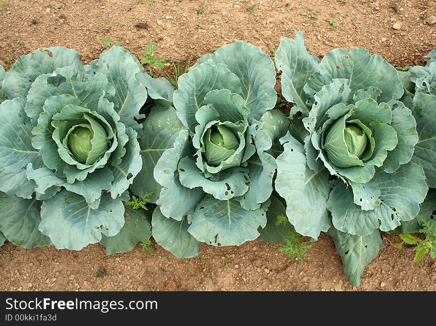 Overhead view image of Cabbage ready to pick. Overhead view image of Cabbage ready to pick