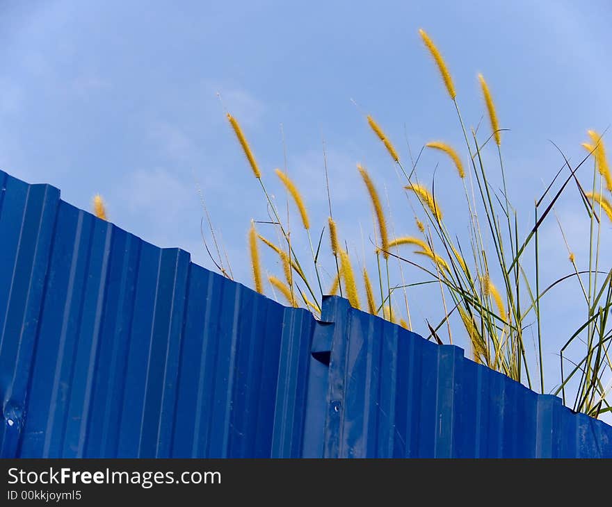 Wild grasses