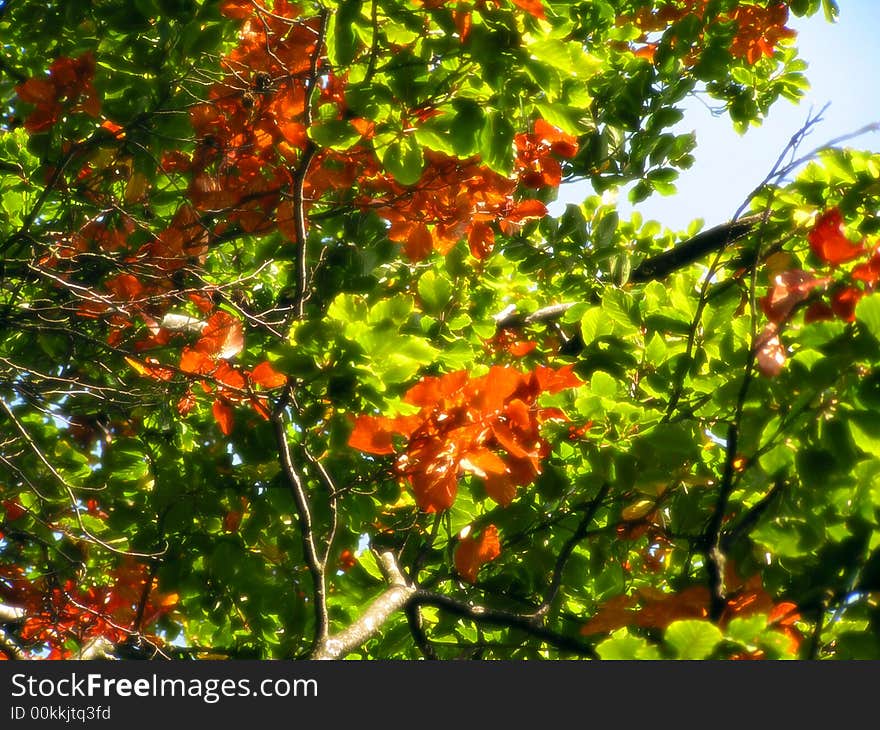 The nice tree-top with leaves in two colors sunshine. The nice tree-top with leaves in two colors sunshine