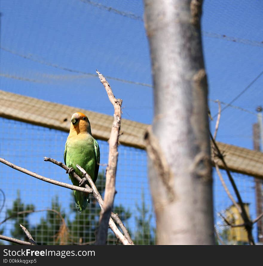 Small parrot at a wildlife sactuary. Small parrot at a wildlife sactuary