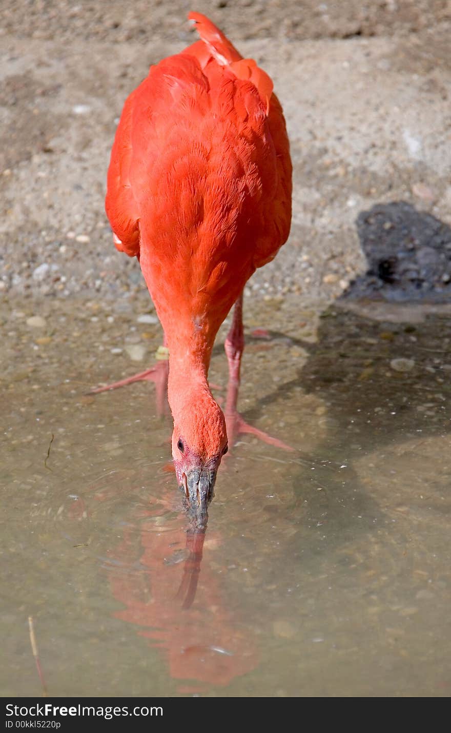 Scarlet ibis 1