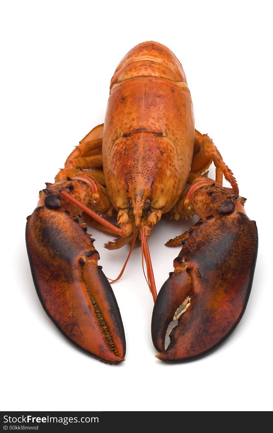 Lobster on white background