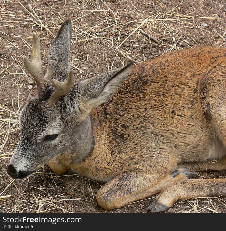 Roe deer