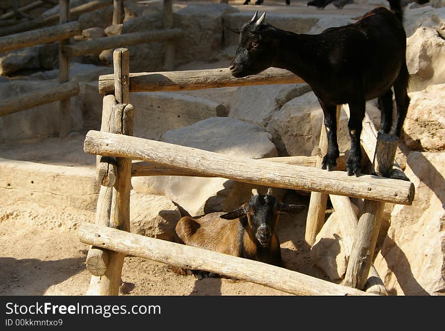 Two goats, the black one is perched on a barrier. Two goats, the black one is perched on a barrier.