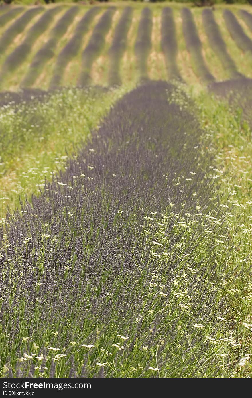 Field of lavender in summer