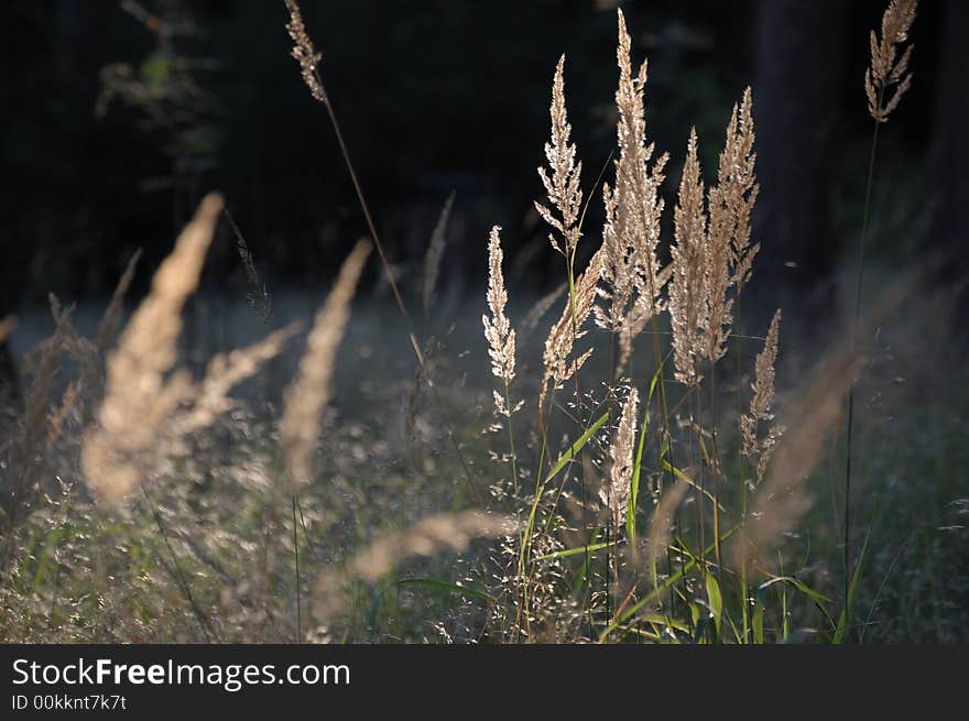 The group of spikes in sunlight. The group of spikes in sunlight