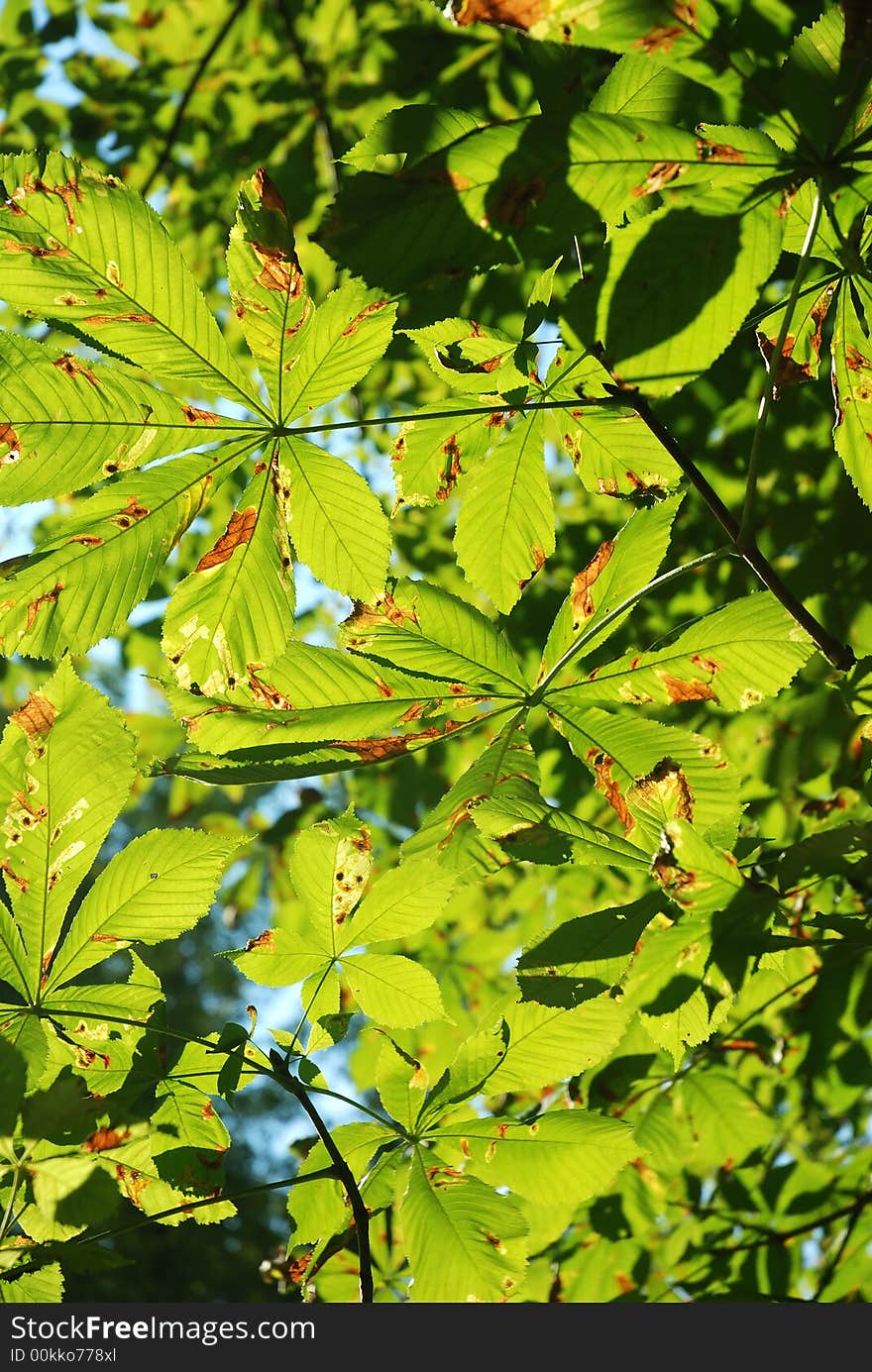 Bright green leafs of chestnut tree opposite sunlight