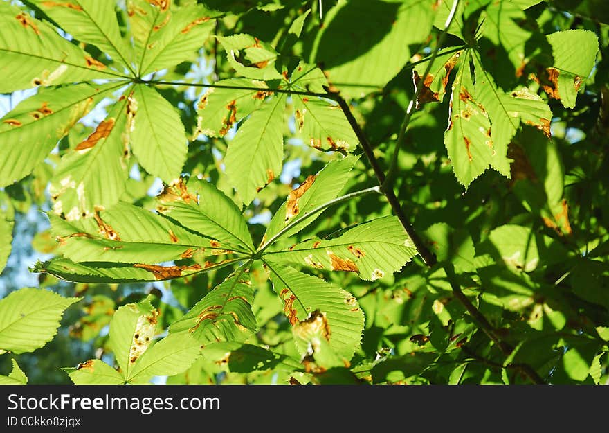 Bright green leafs