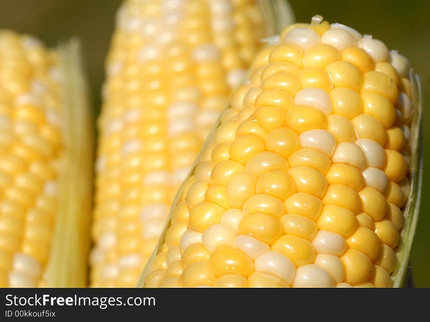 Close up of three ears of fresh corn on the cob in a basket. Close up of three ears of fresh corn on the cob in a basket