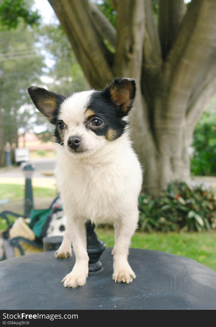 Pure breed chihuahua dog on a table. Pure breed chihuahua dog on a table