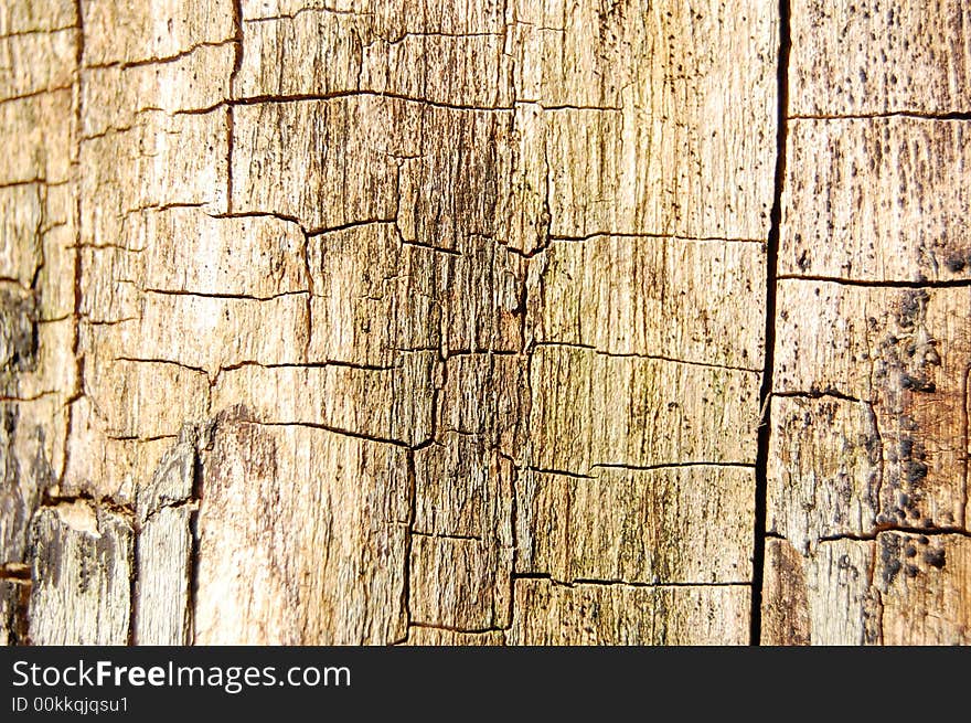 Detailed view of the wood. Detailed view of the wood