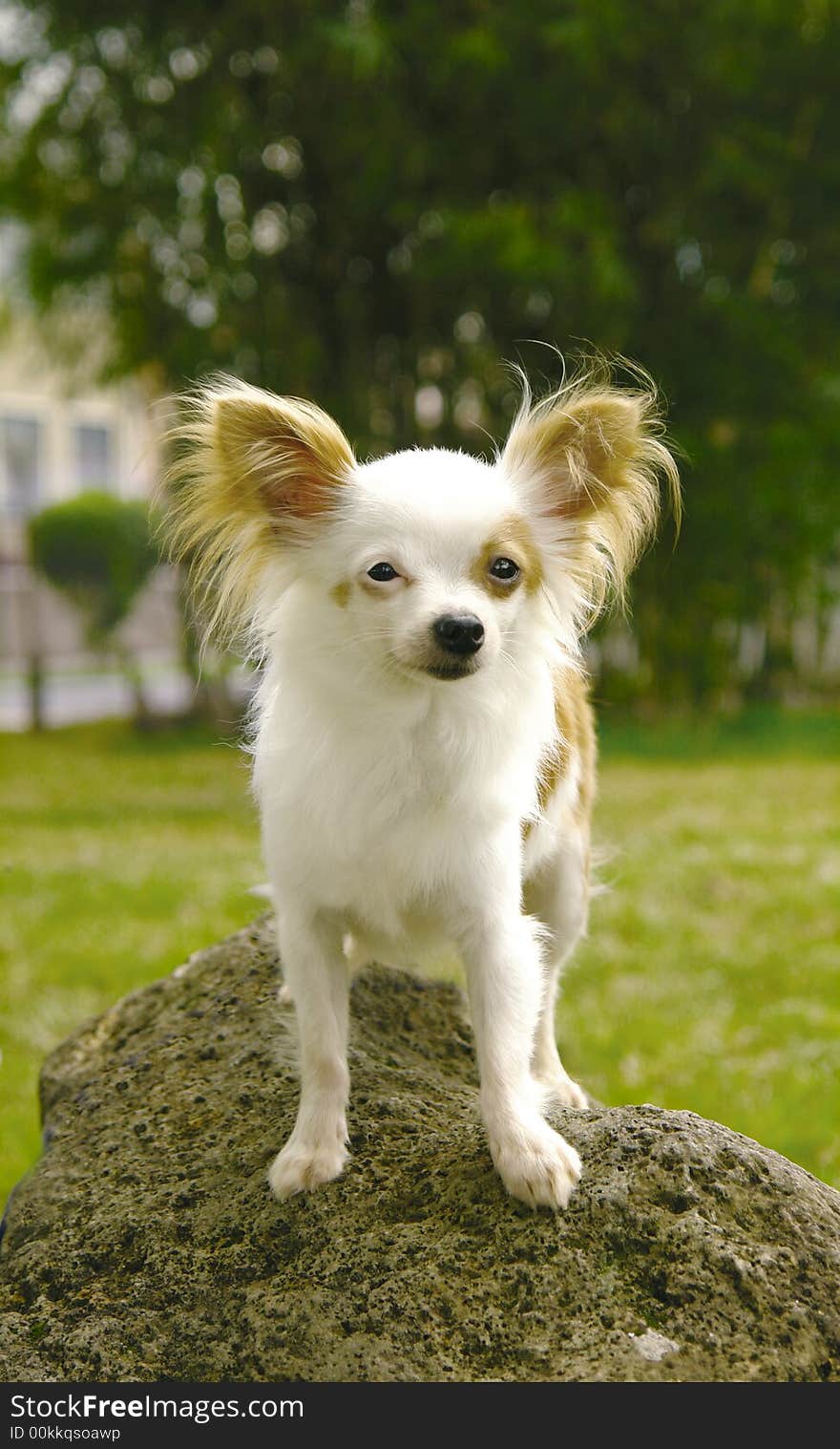 Chihuahua on rock