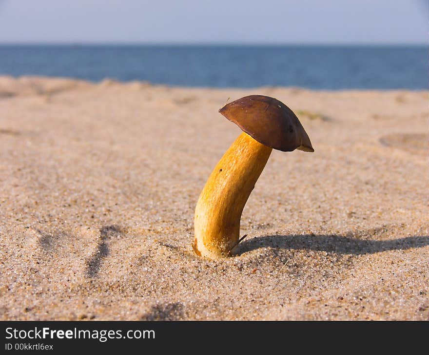 Mushroom on beach - strange view