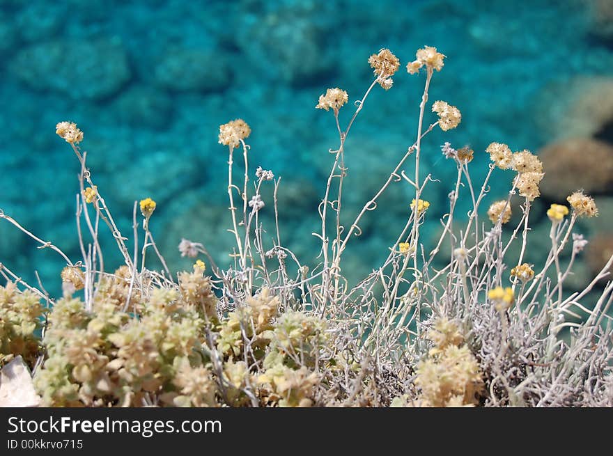 Flowers and sea in Greece, Lefkada