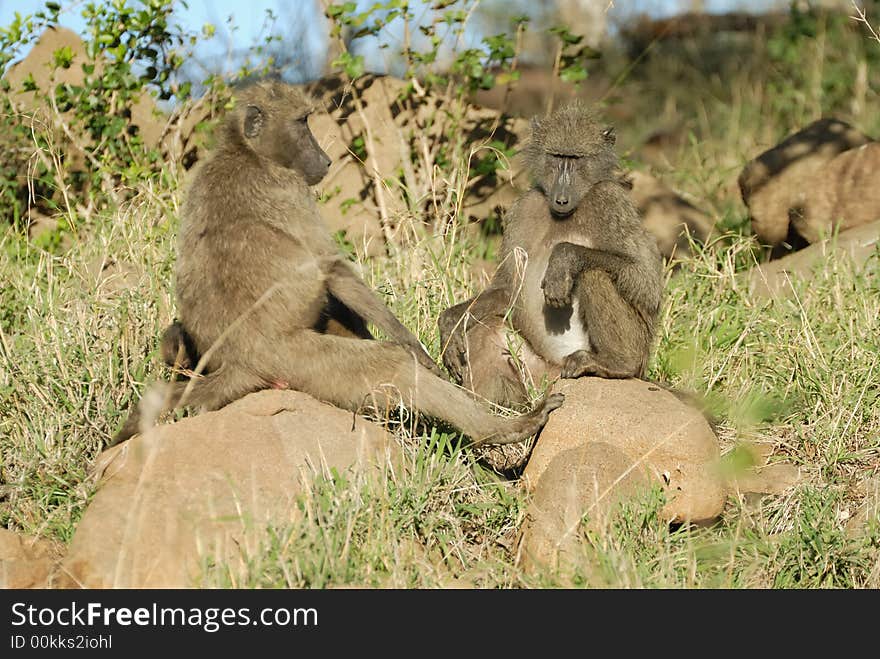 2 apes sitting and resting on rocks. 2 apes sitting and resting on rocks