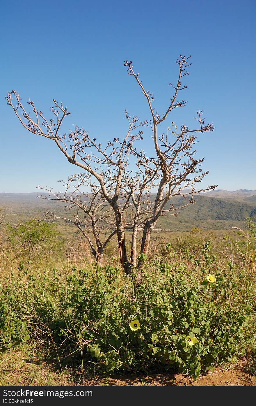 South african park in winter. South african park in winter