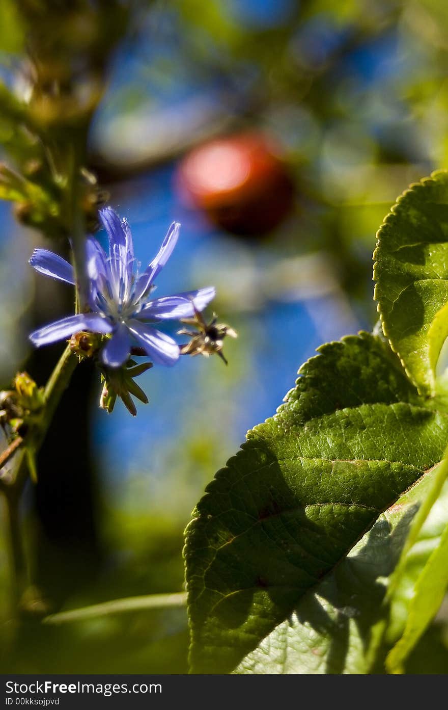 Apple and flower