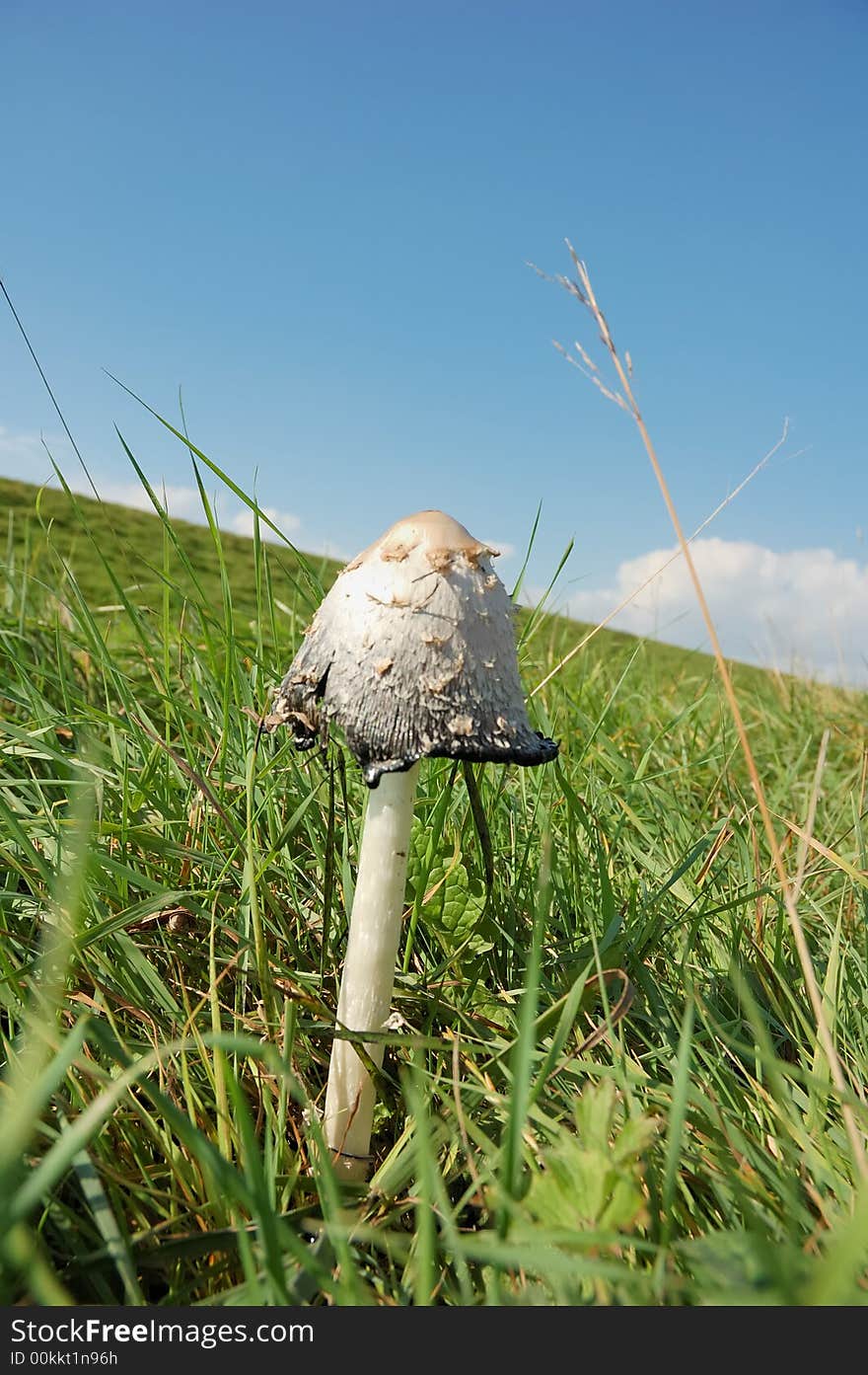 Funghi