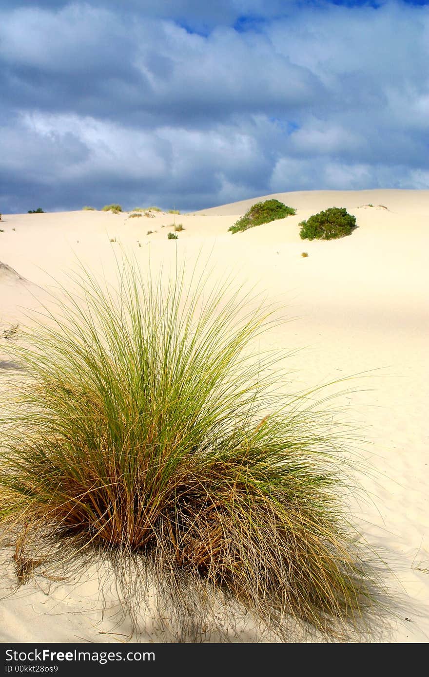 Tall grass grows at the base of a large sand dune with a blue sky above. Tall grass grows at the base of a large sand dune with a blue sky above.