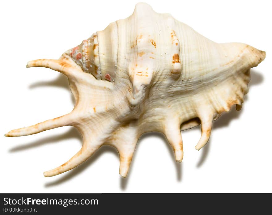 Bowl of a mollusc on a white background. Bowl of a mollusc on a white background