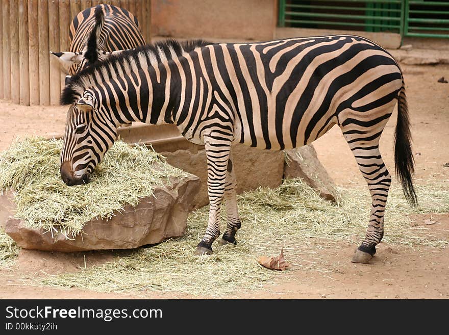 Zebra