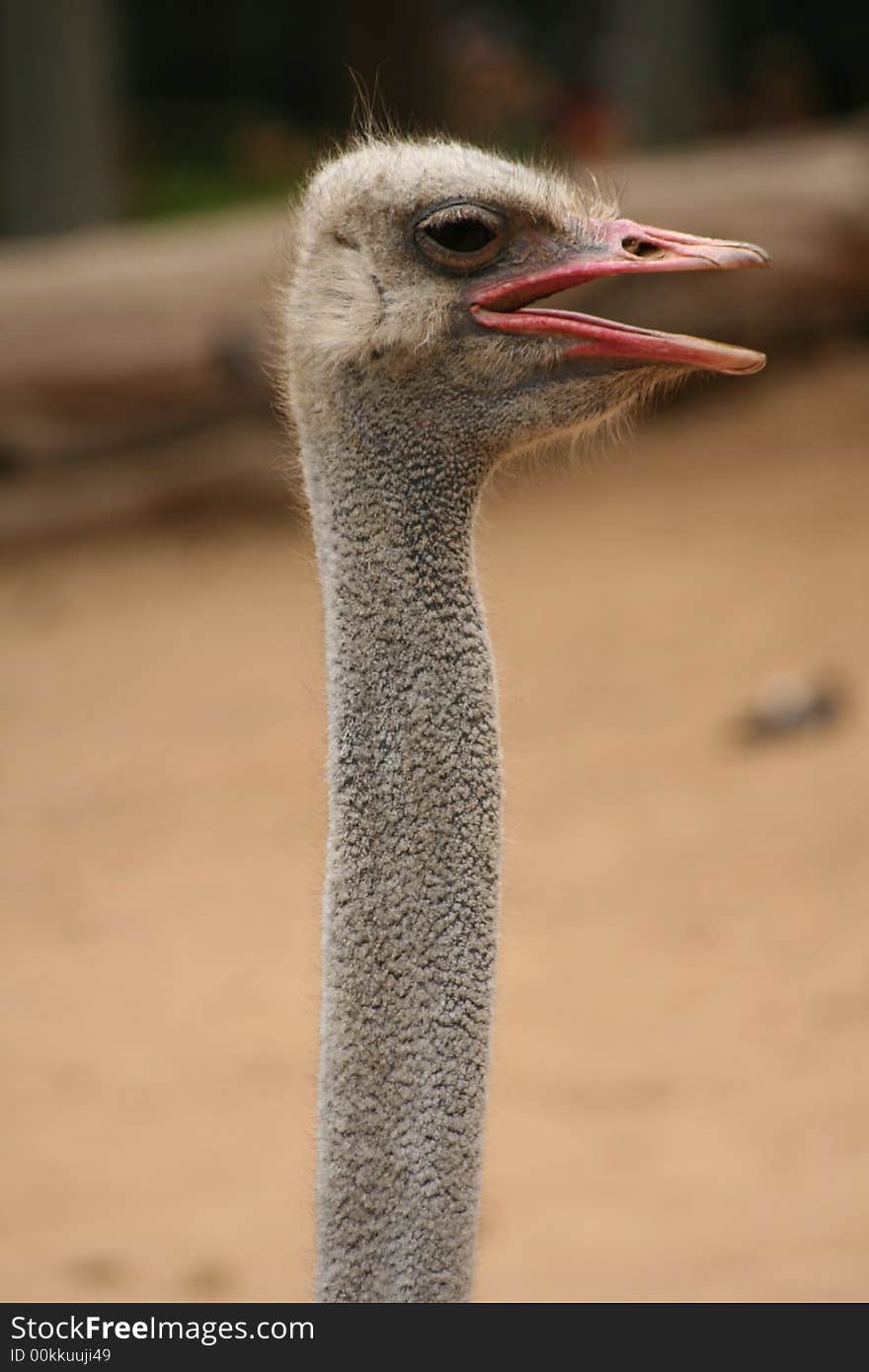 Emu