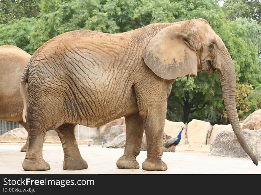 Image of a big elephant