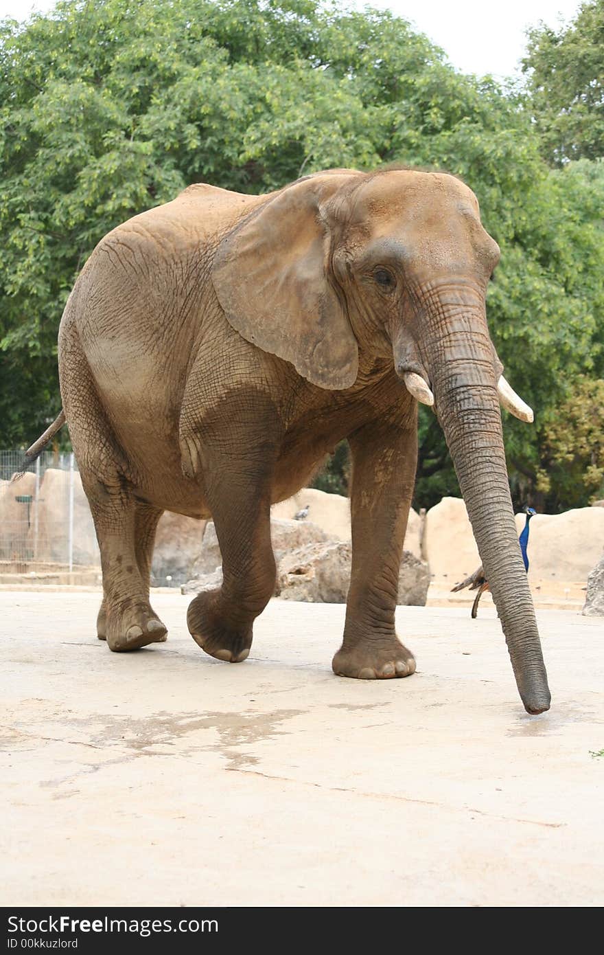 A big elephant walking around