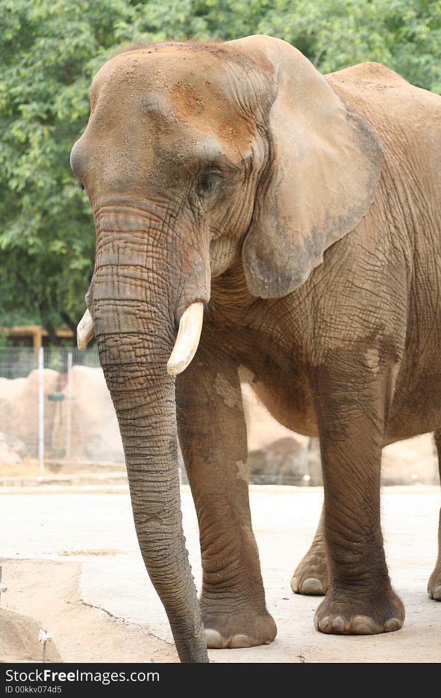 A big elephant walking around. A big elephant walking around