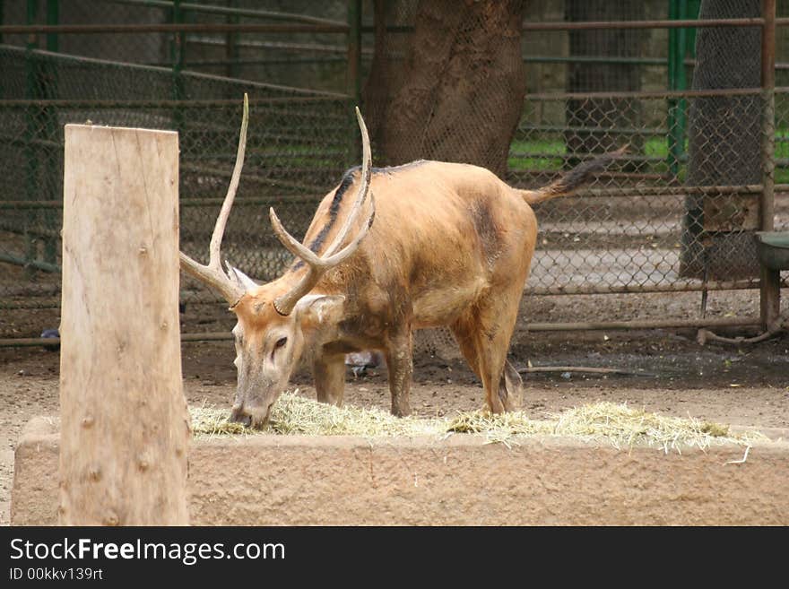 A animal eating in the yard. A animal eating in the yard