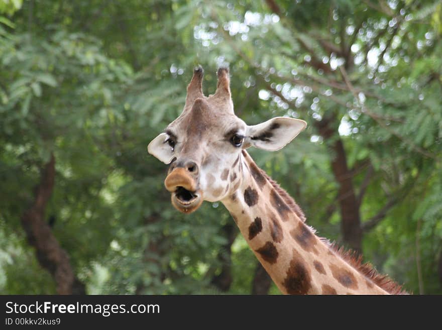 A talking giraffe in the forest