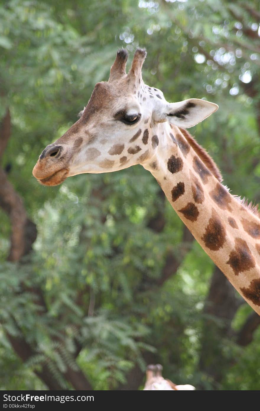 A curiouse giraffe looking after meal