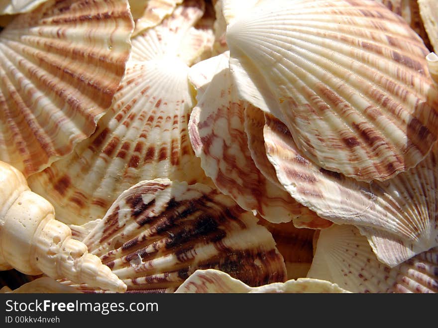 Shells