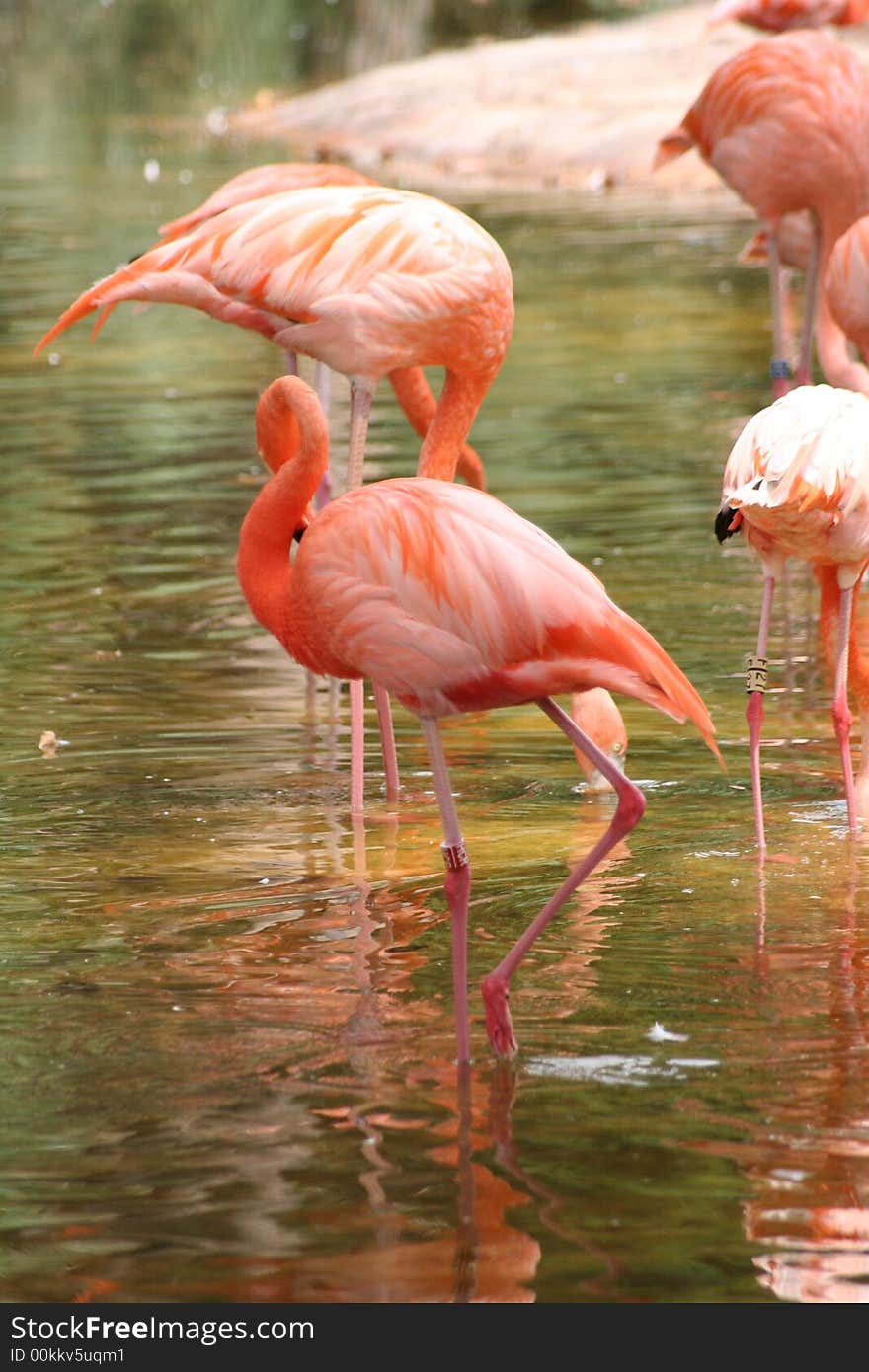 Pink Flamingo group in the water