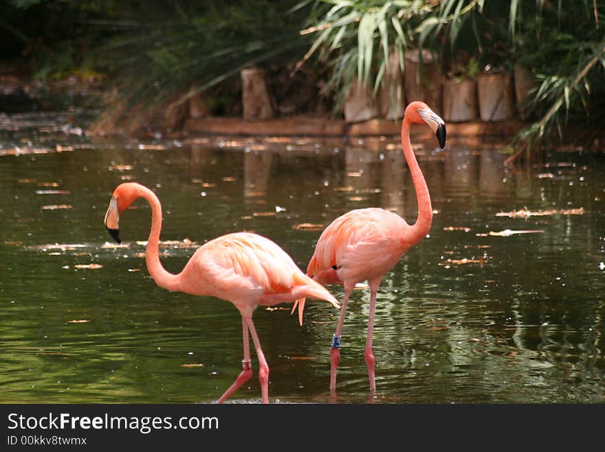 Flamingo