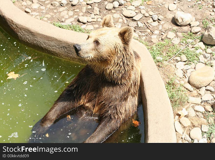 Washing bear