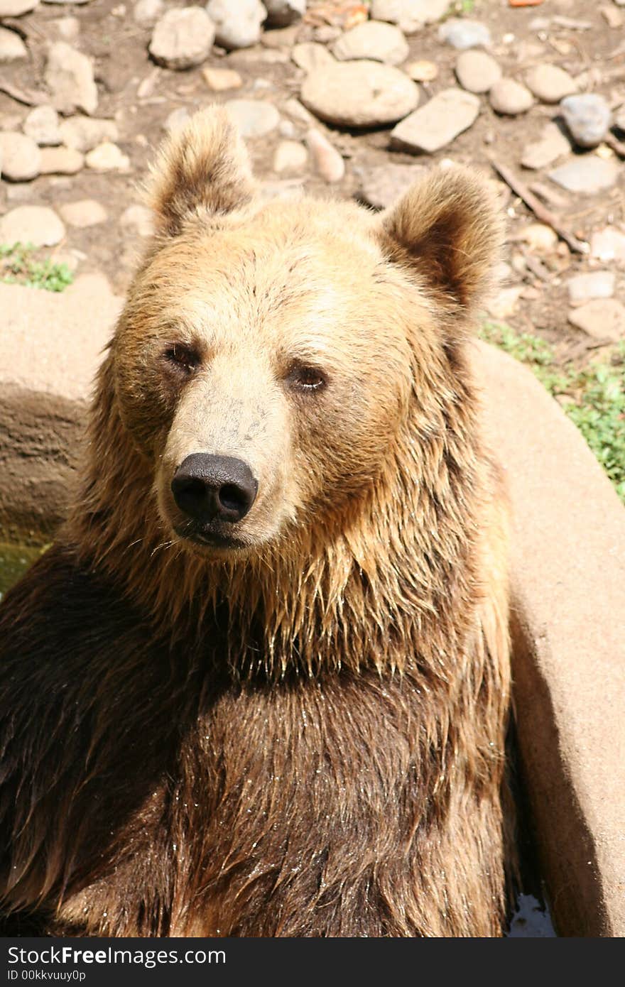 Bear portrait