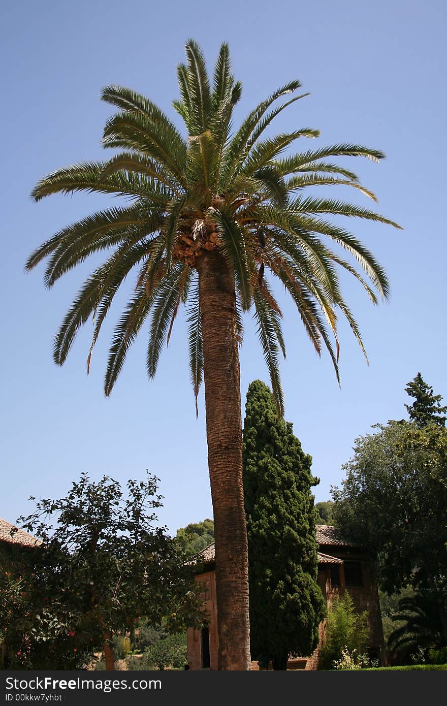 A palm tree in the sky