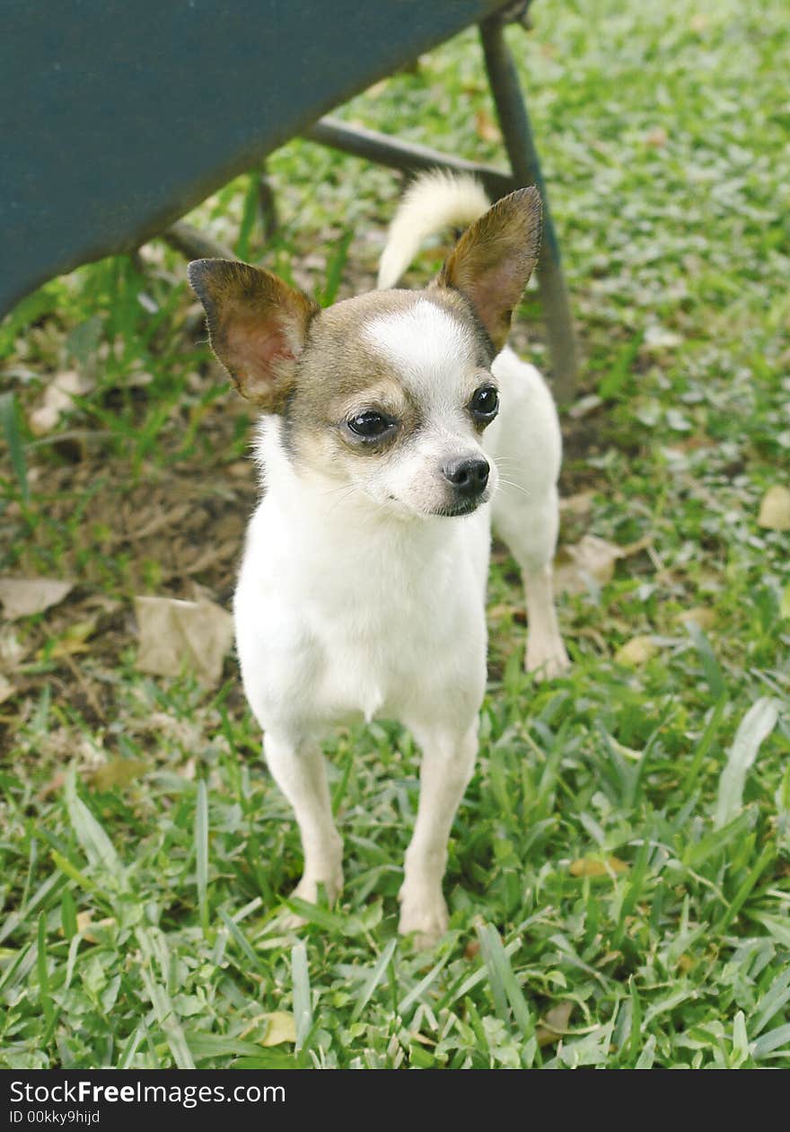 Pure breed chihuahua dog standing in the grass. Pure breed chihuahua dog standing in the grass