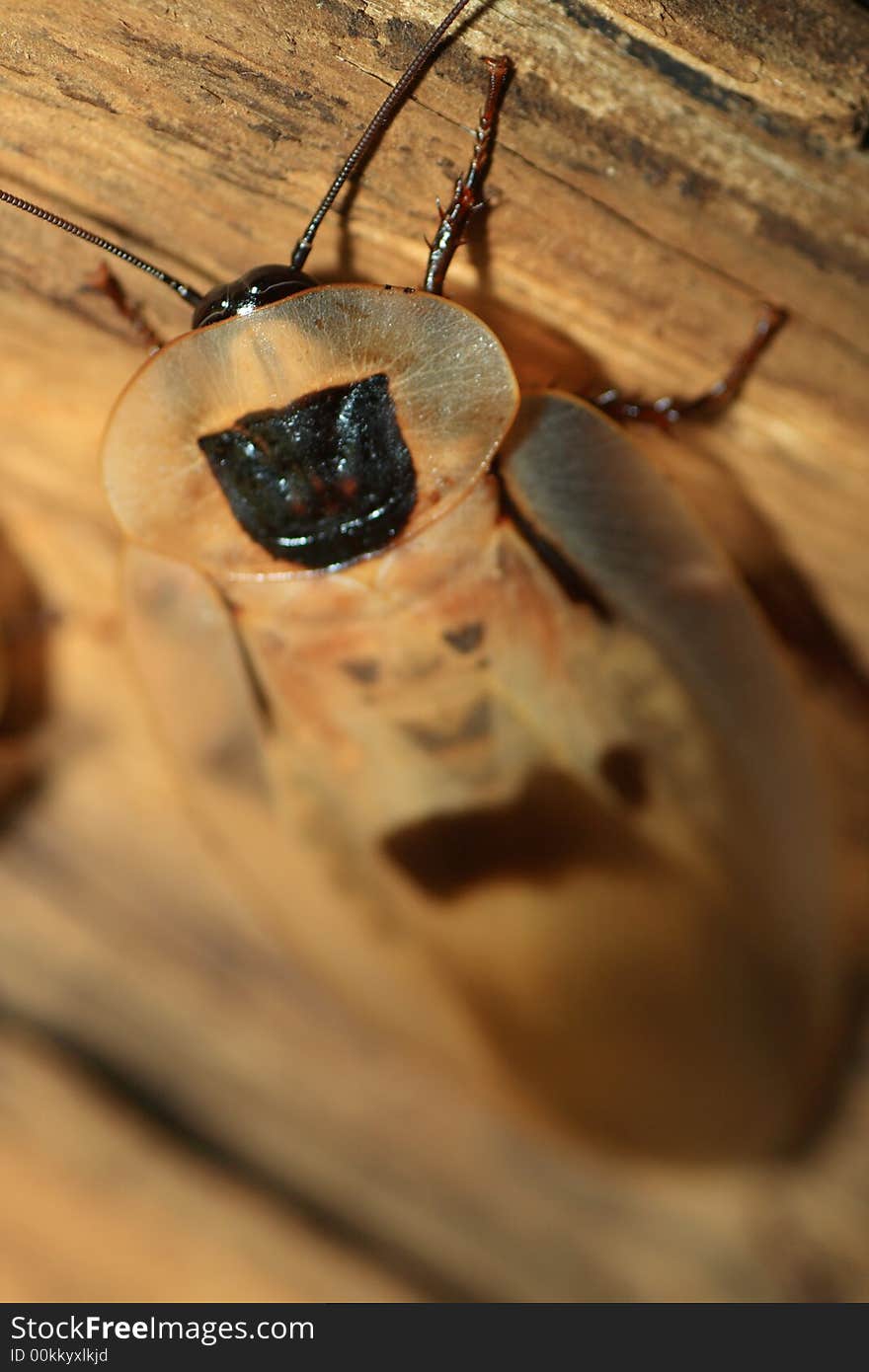 Big cockroach close-up shot natural background