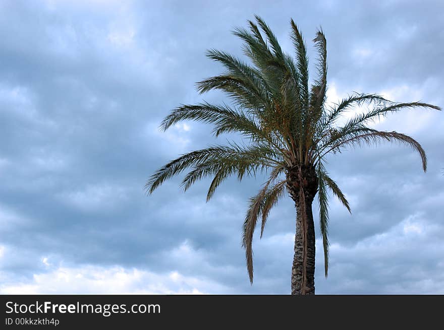 Palm under cloudly sky before tropical storm. Palm under cloudly sky before tropical storm